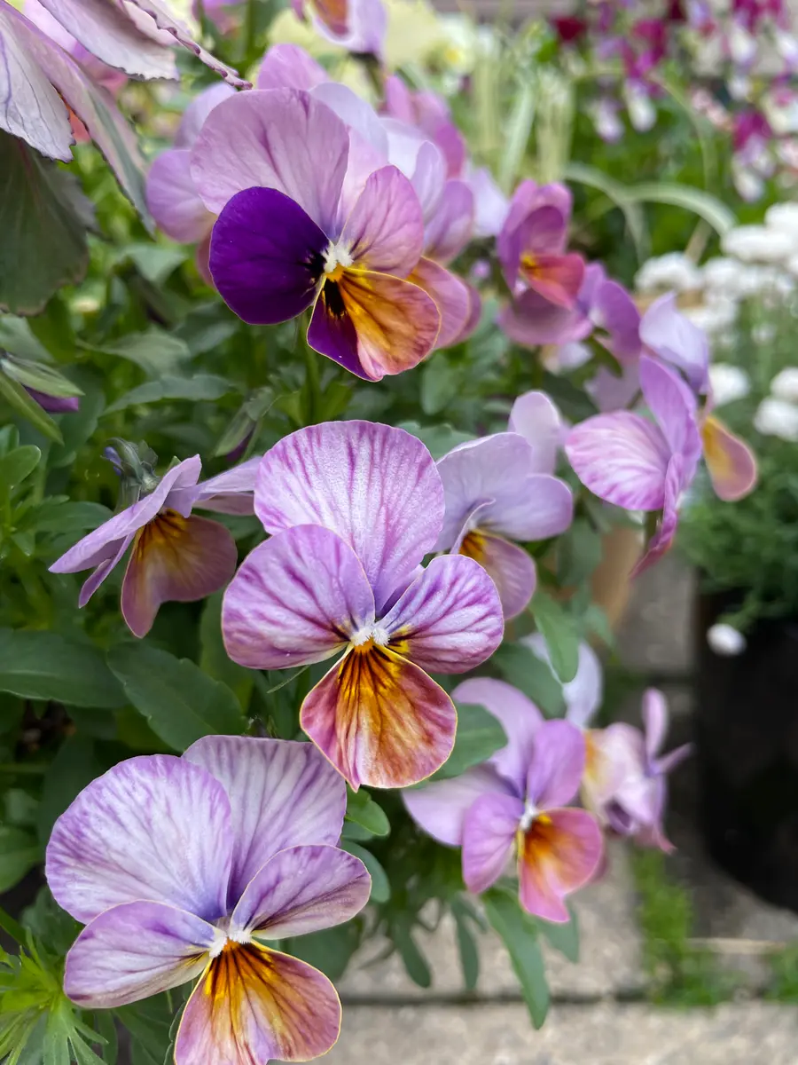 多肉植物 寄せ植え 紫と緑*3 多肉植物 寄せ植え 紫と緑*3 なんて神秘的！紫色の多肉植物