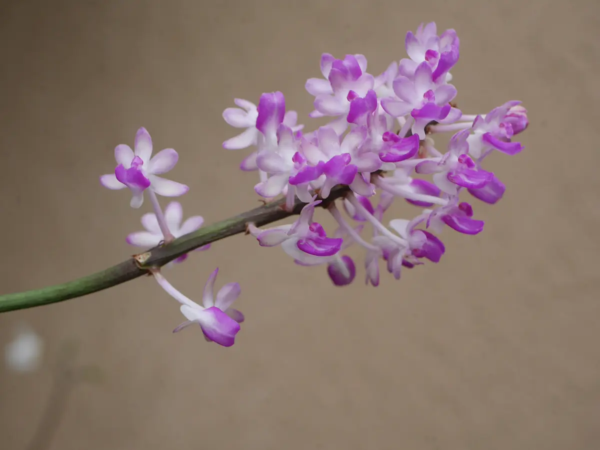 洋ラン　蘭 セイデンファデニア ミトラタ　着生蘭　花芽付き 楽天市場】【予約販売】 洋ラン【開花見込株】セイデンファ