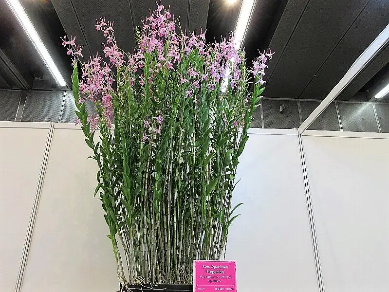 世界らん展2021 その2｜園芸日記byレプト｜みんなの趣味の園芸｜788865