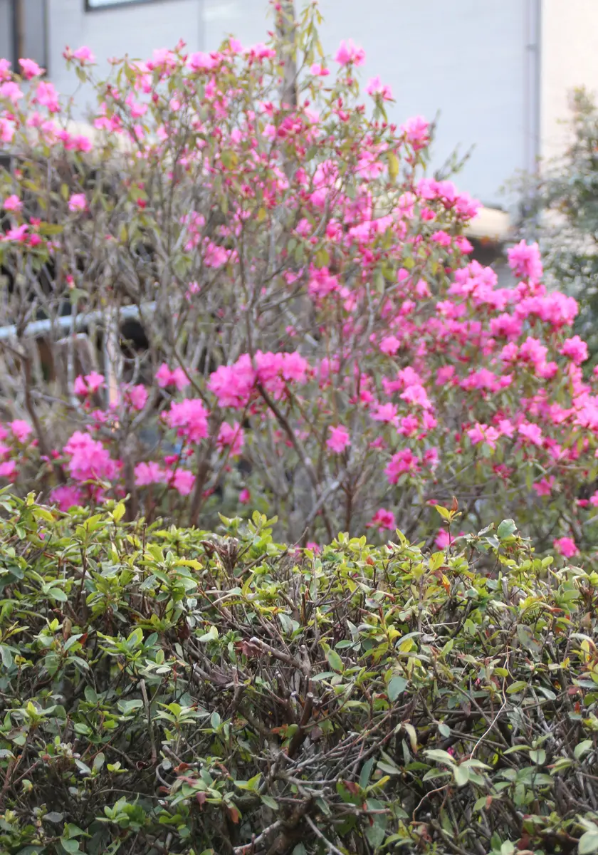 ツツジ：吉野（よしの）4号ポット の通販 | 園芸ネット