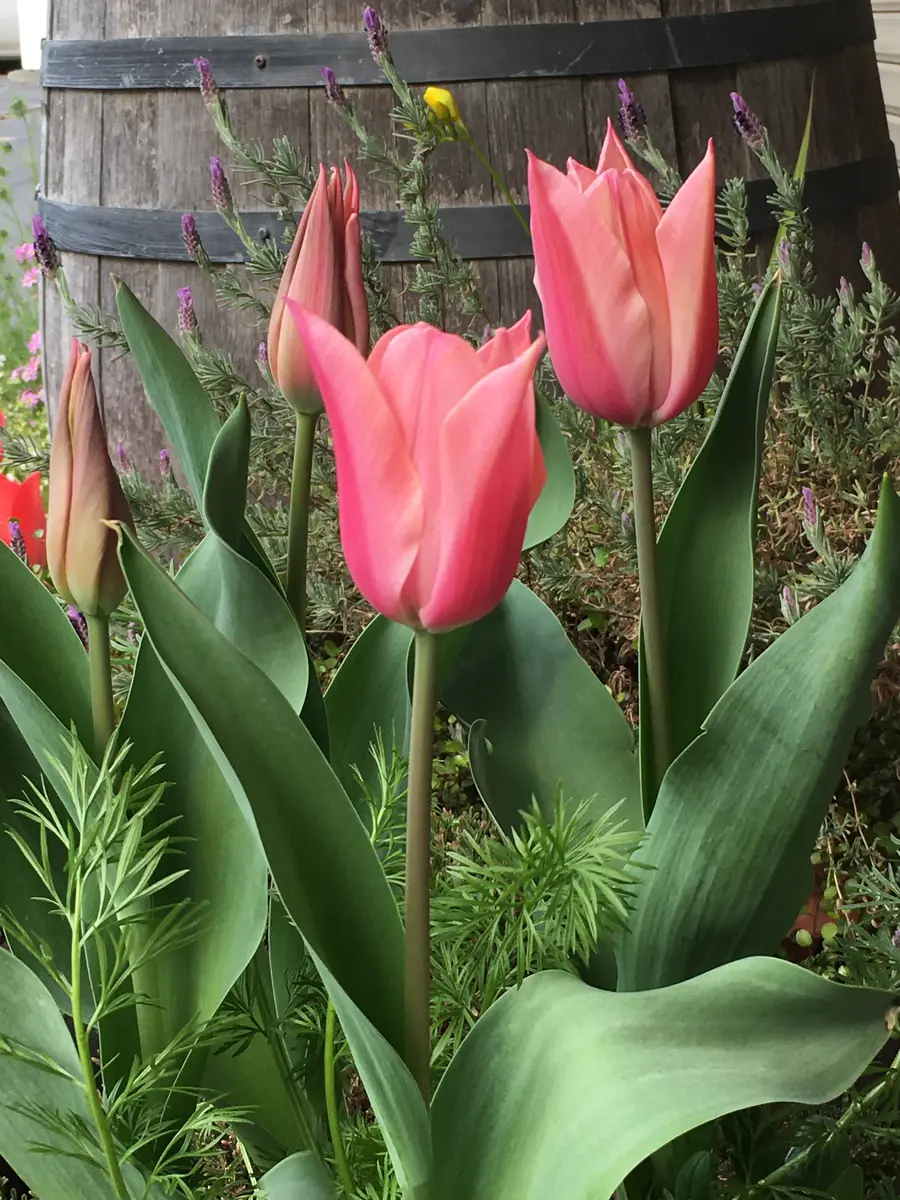チューリップ サネ🌷|園芸日記bymilmil|みんなの趣味の園芸 チューリップ サネ🌷|園芸日記bymilmil|みんなの趣味の園芸