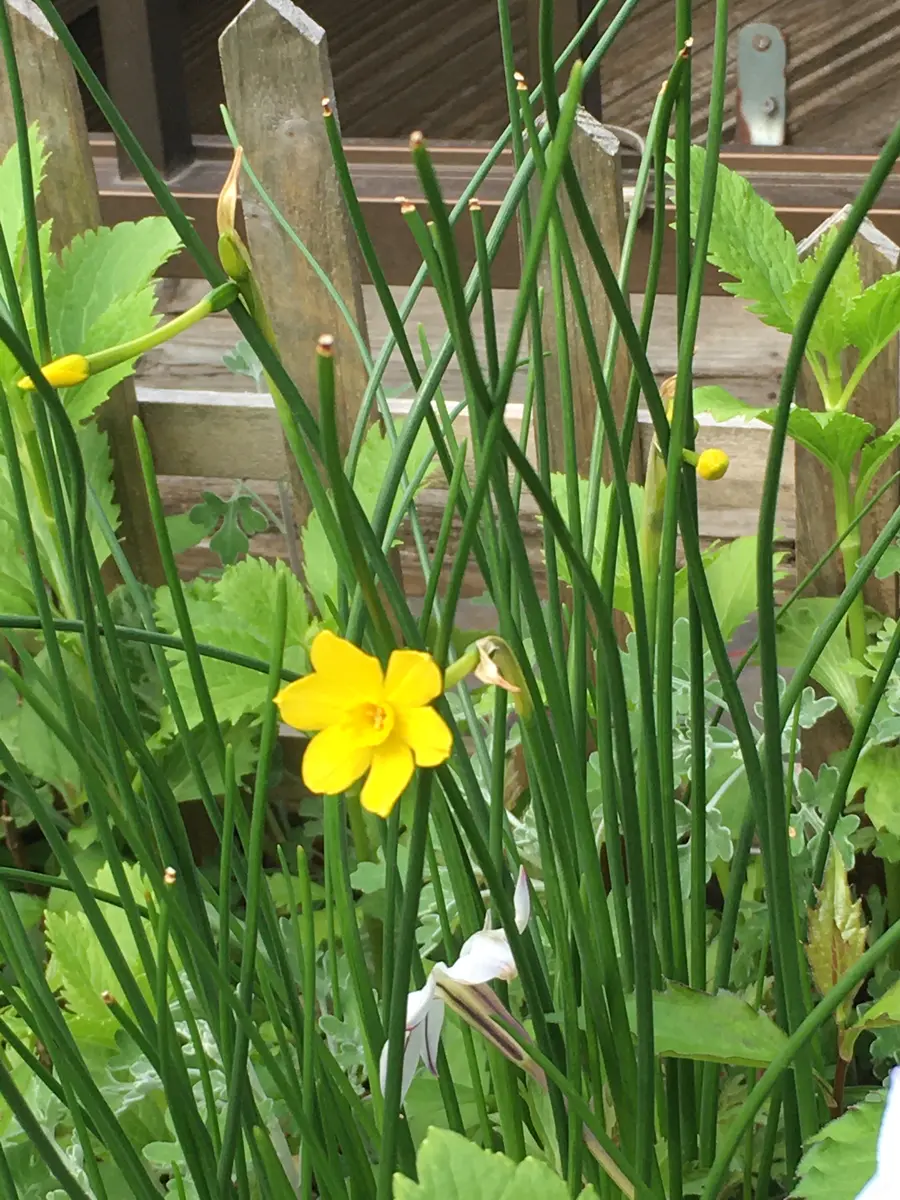 チューリップ サネ🌷|園芸日記bymilmil|みんなの趣味の園芸 チューリップ サネ🌷|園芸日記bymilmil|みんなの趣味の園芸