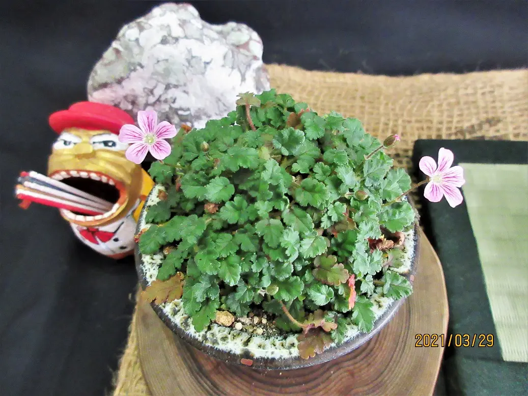 小盆栽『ニオイカエデ』の芽吹き｜園芸日記bymeika｜みんなの