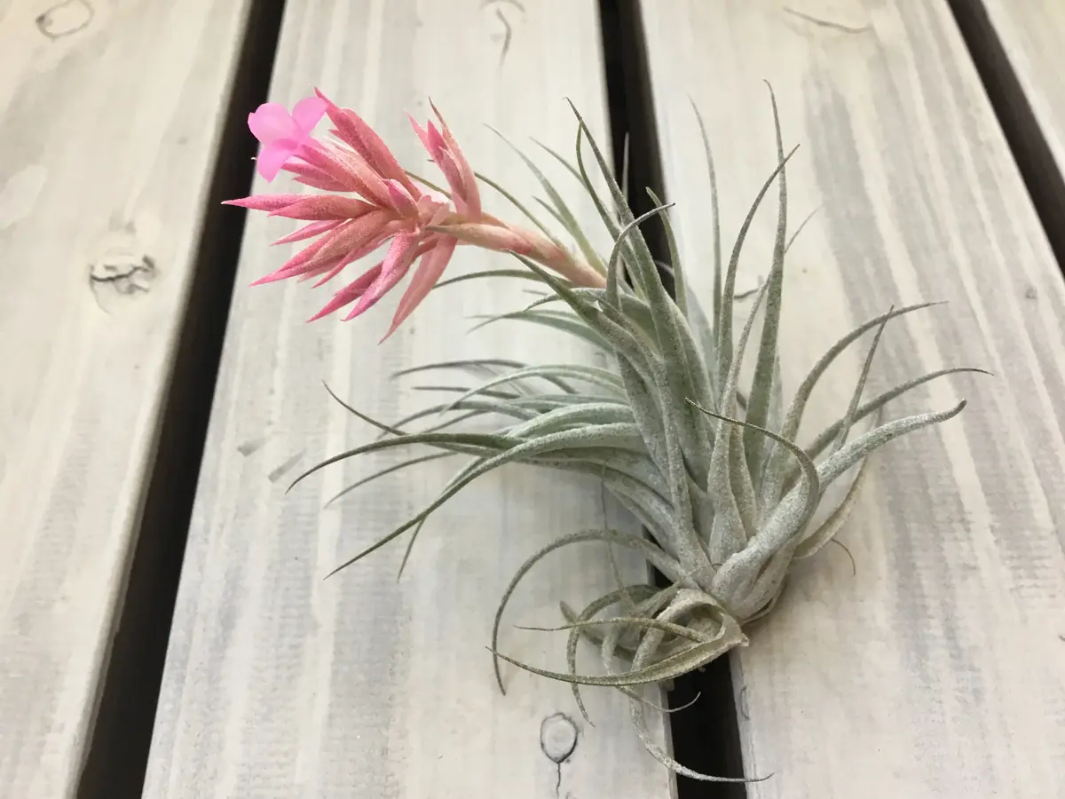 Tillandsiasucrei チランジア スークレイ 開花｜園芸日記byFujiAndYuri