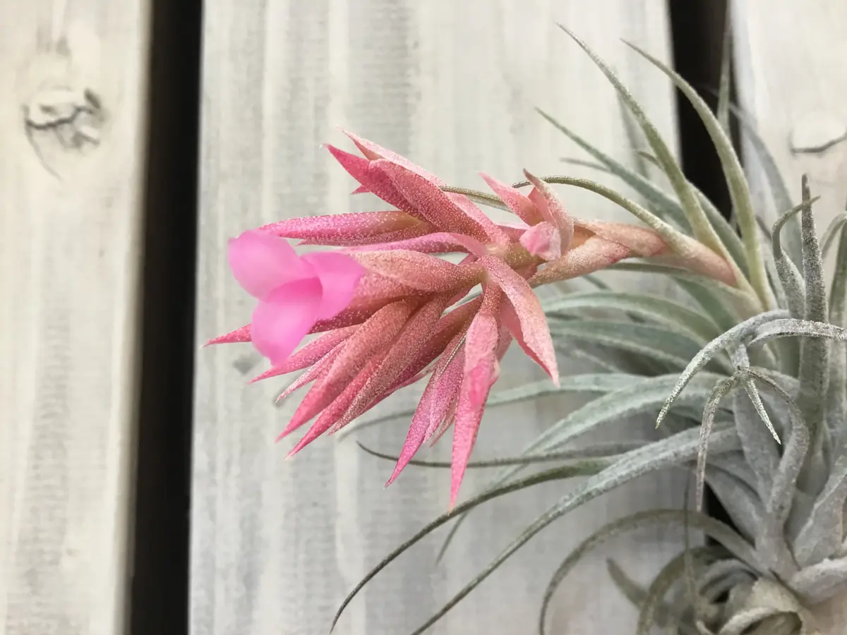 Tillandsia sprengeliana x regnellii 花芽つき Tillandsia