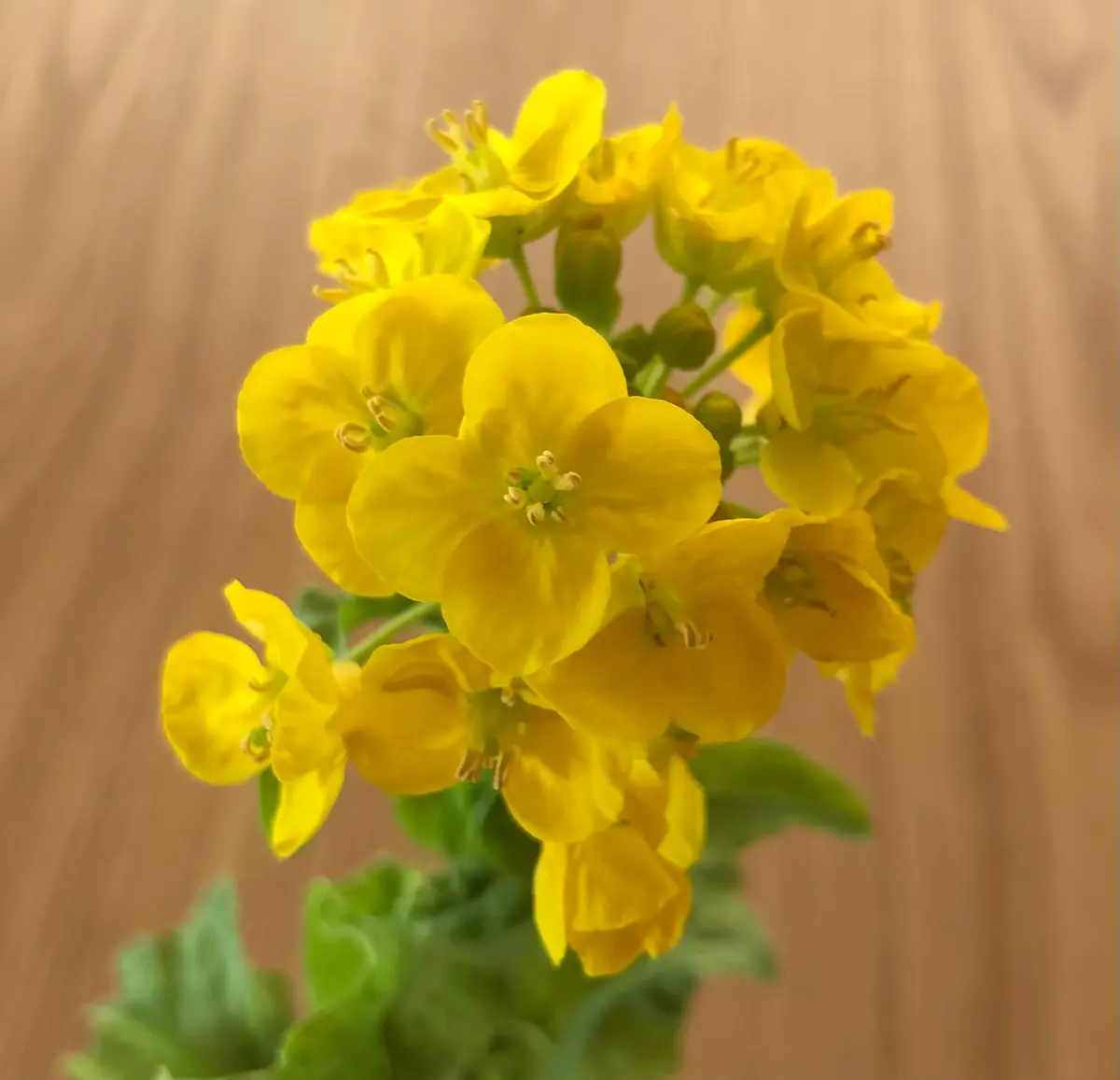 菜の花Peace様専用ページ 【公式通販】