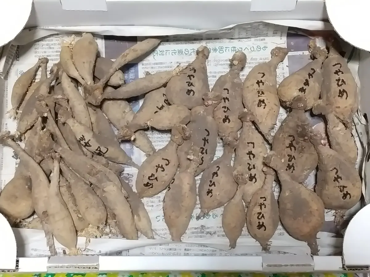 名前つき　ダリア　掘り上げたままセット　写真ぜんぶ 名前つき ダリア 掘り上げたままセット 写真ぜんぶ 【公式通販】