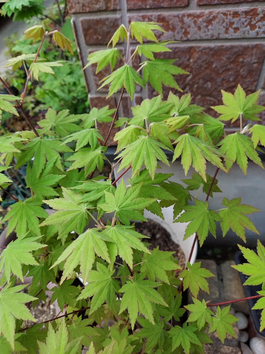 コハウチワカエデ｜園芸日記byさいぞう｜みんなの趣味の園芸｜791701