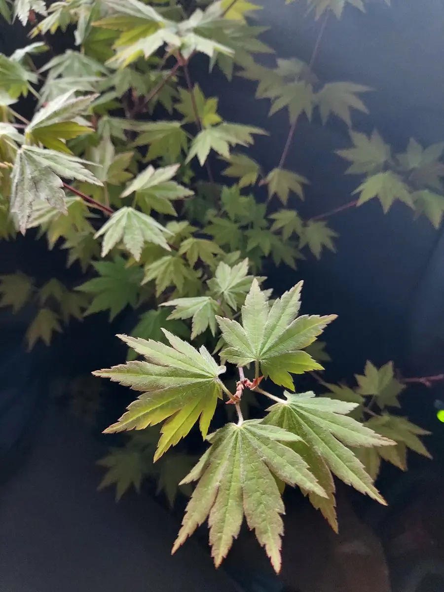 コハウチワカエデ｜園芸日記byさいぞう｜みんなの趣味の園芸｜791701