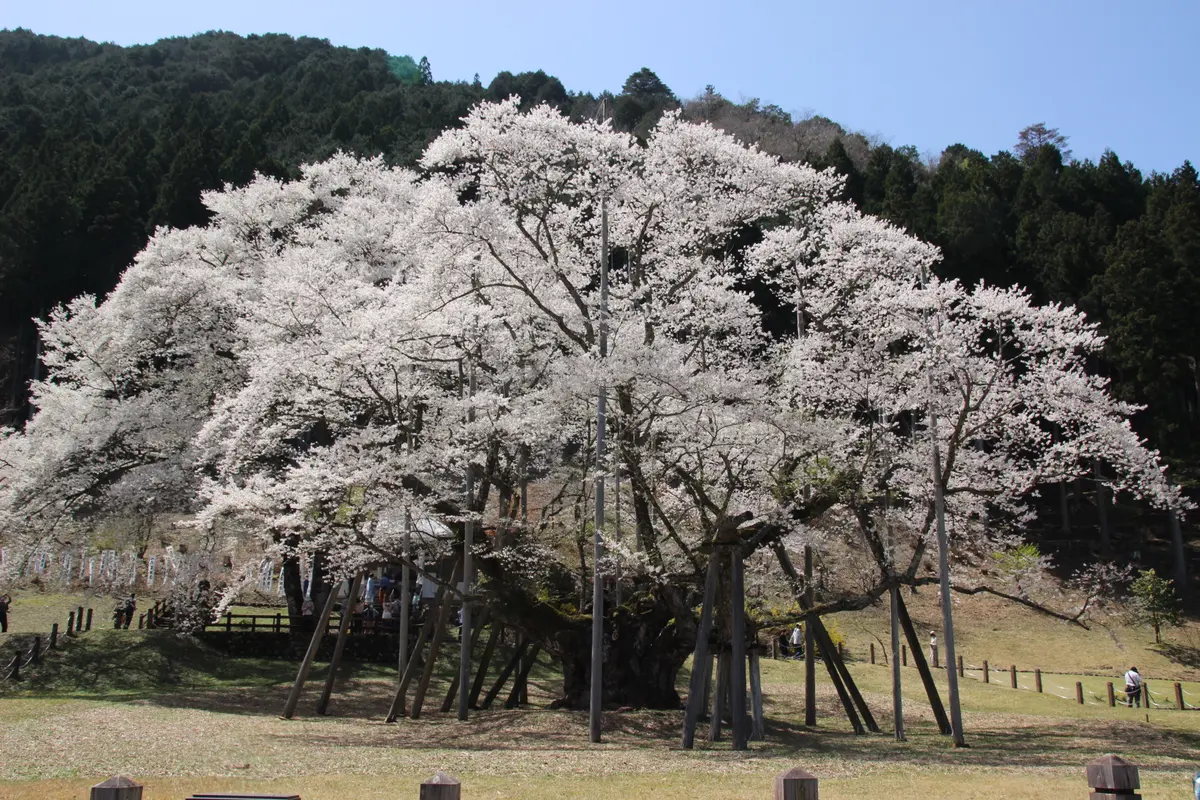 岐阜県根尾谷の「淡墨桜」に逢いに。。｜園芸日記byけいちゃん