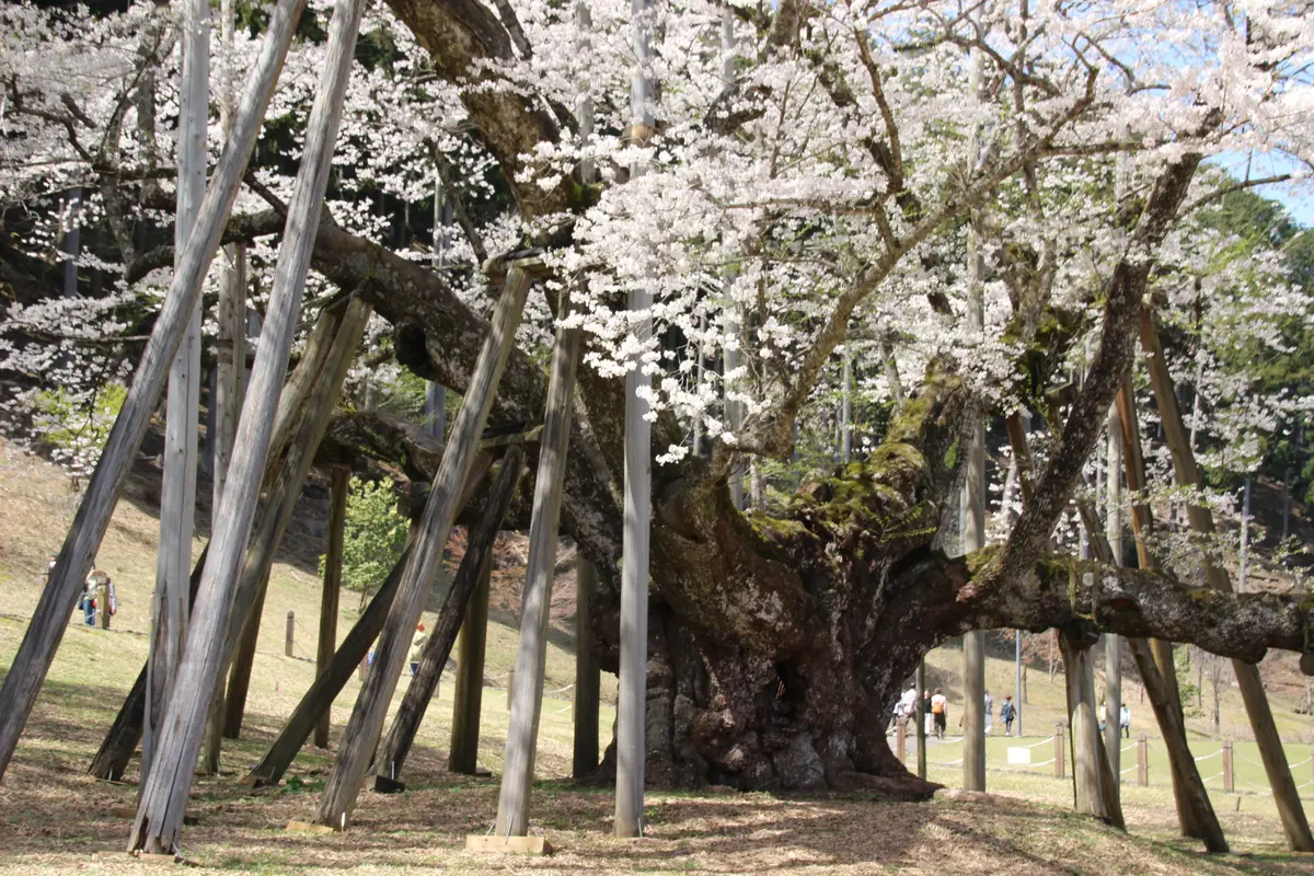 岐阜県根尾谷の「淡墨桜」に逢いに。。｜園芸日記byけいちゃん
