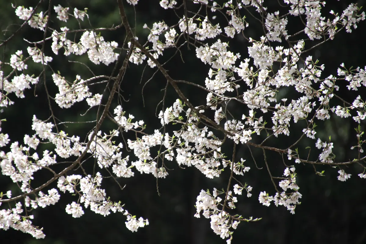 岐阜県根尾谷の「淡墨桜」に逢いに。。｜園芸日記byけいちゃん