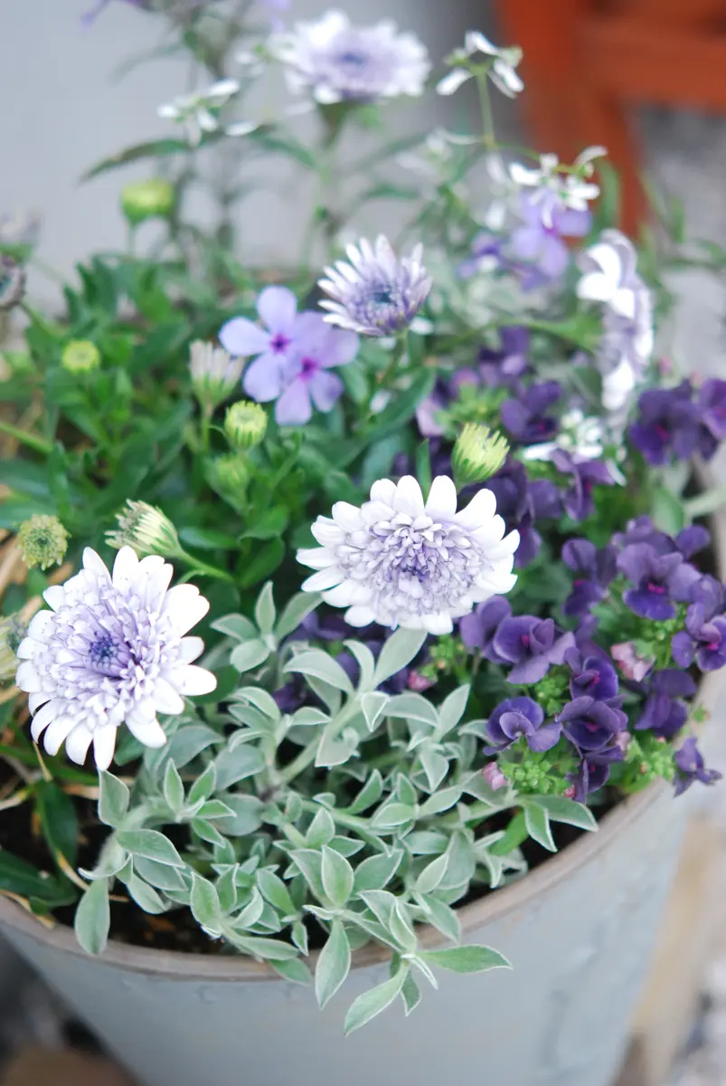 寄せ植え作りました｜園芸日記byのっちゅ｜みんなの趣味の園芸｜792036