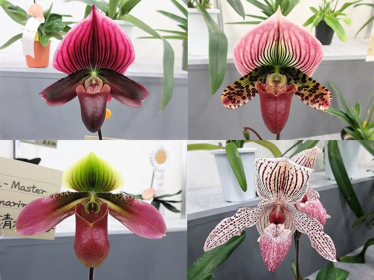 世界らん展2021 その13｜園芸日記byレプト｜みんなの趣味の園芸｜792220