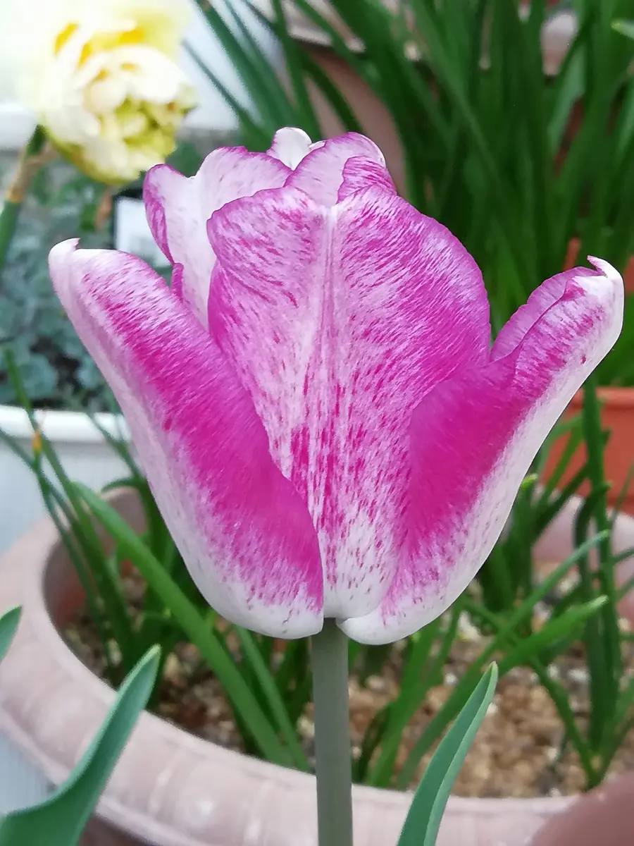 チューリップ🌷紫雲｜園芸日記by風の寅郎｜みんなの趣味の園芸｜792566