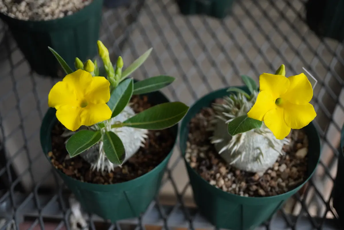 実生の恵比寿笑いです｜園芸日記by種蒔き病人｜みんなの趣味の園芸｜794123