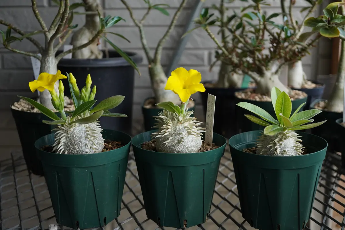 実生の恵比寿笑いです｜園芸日記by種蒔き病人｜みんなの趣味の園芸｜794123