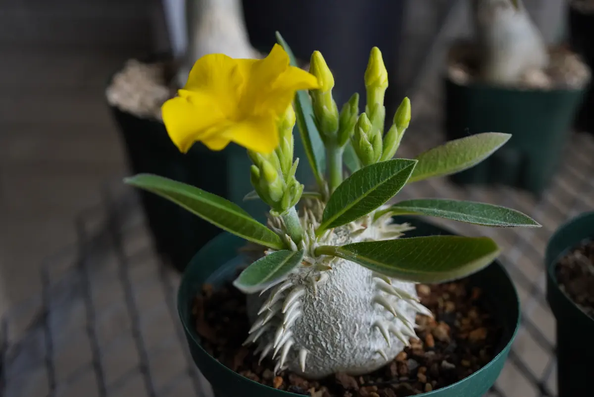 【植物引退】恵比寿笑　実生 実生の恵比寿笑いです｜園芸日記by種蒔き病人｜みんなの趣味の園芸｜794123