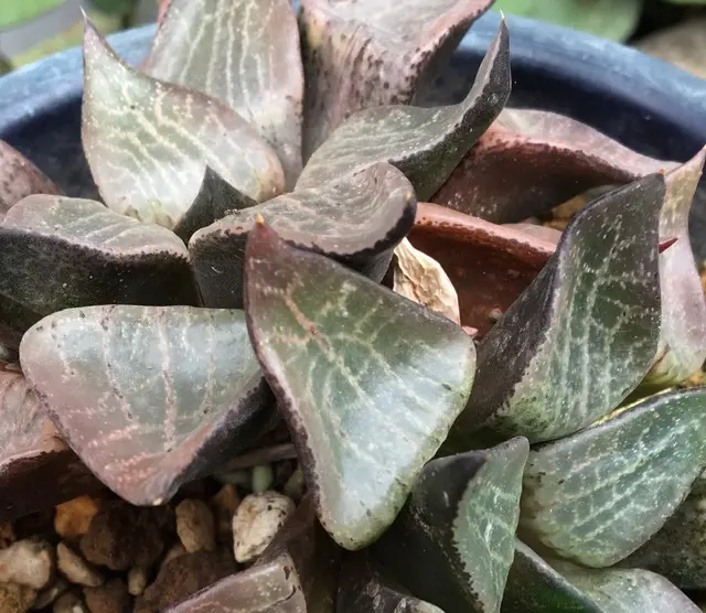 42d ハオルチア　多肉植物　温玉コレクタ　自家繁殖 s8552v.jpg