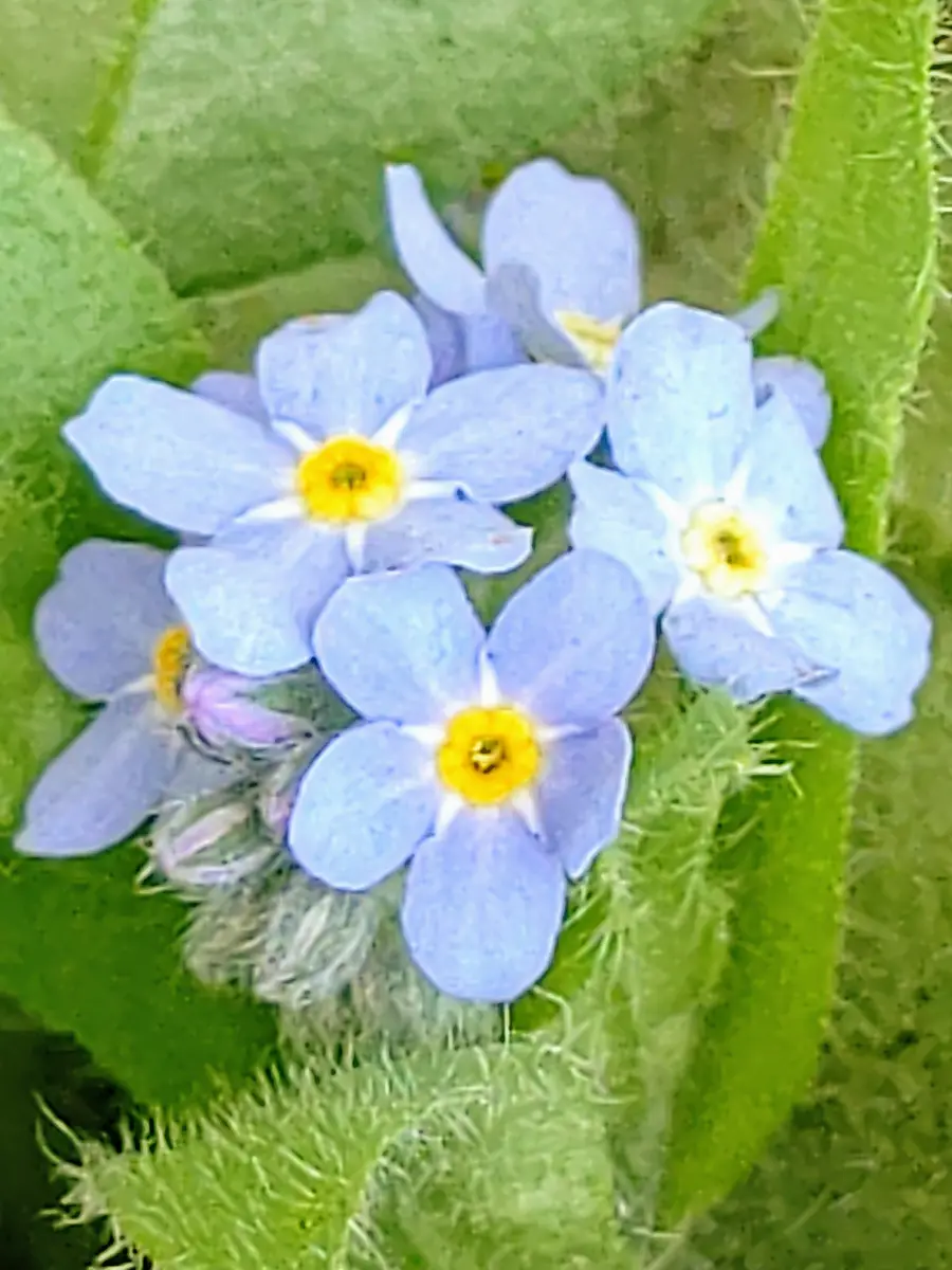 忘れな草の切り戻し｜園芸日記byたぬき丸｜みんなの趣味の園芸｜794976