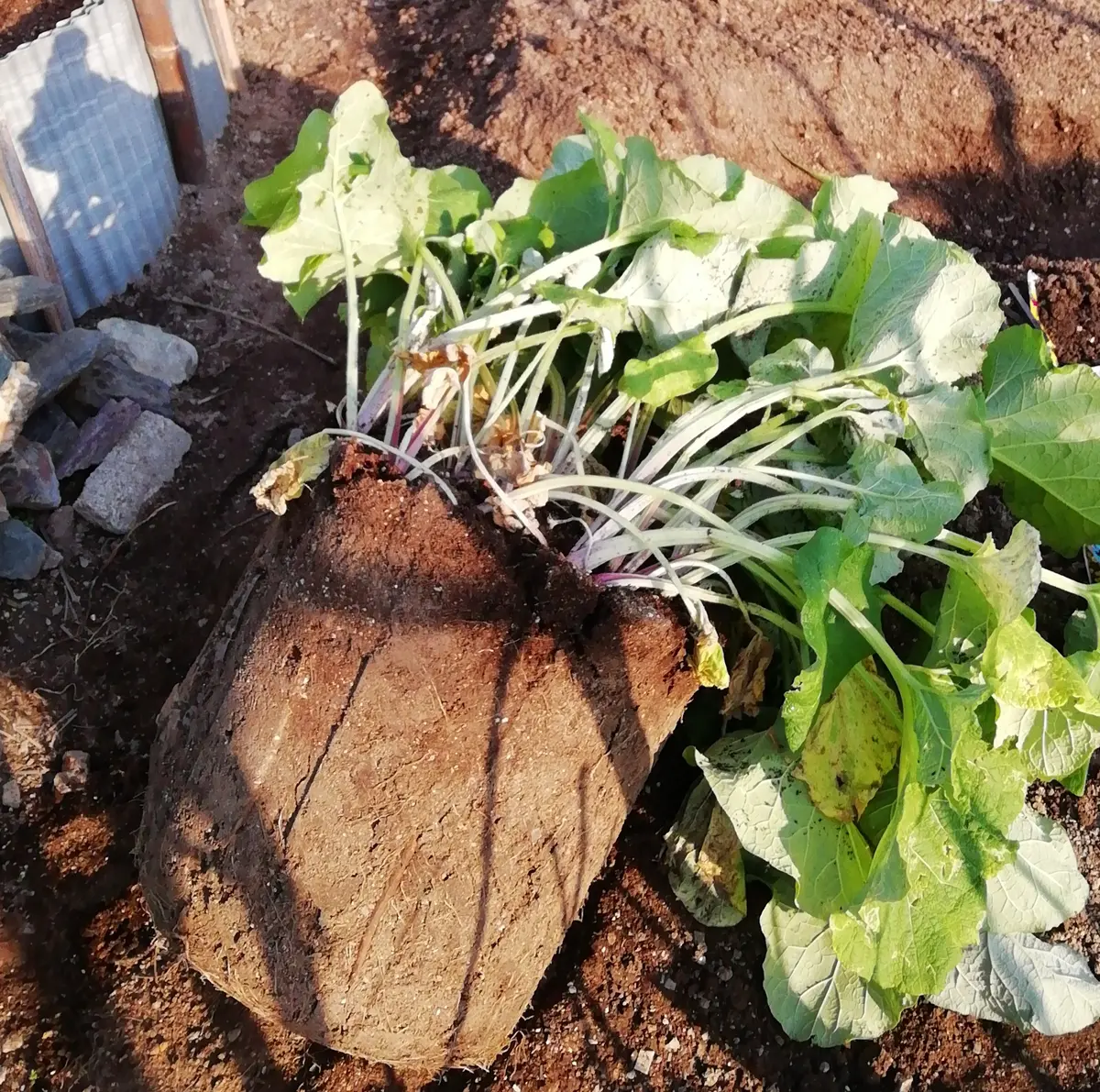 ゴボウの収穫｜園芸日記by三日月｜みんなの趣味の園芸｜795175