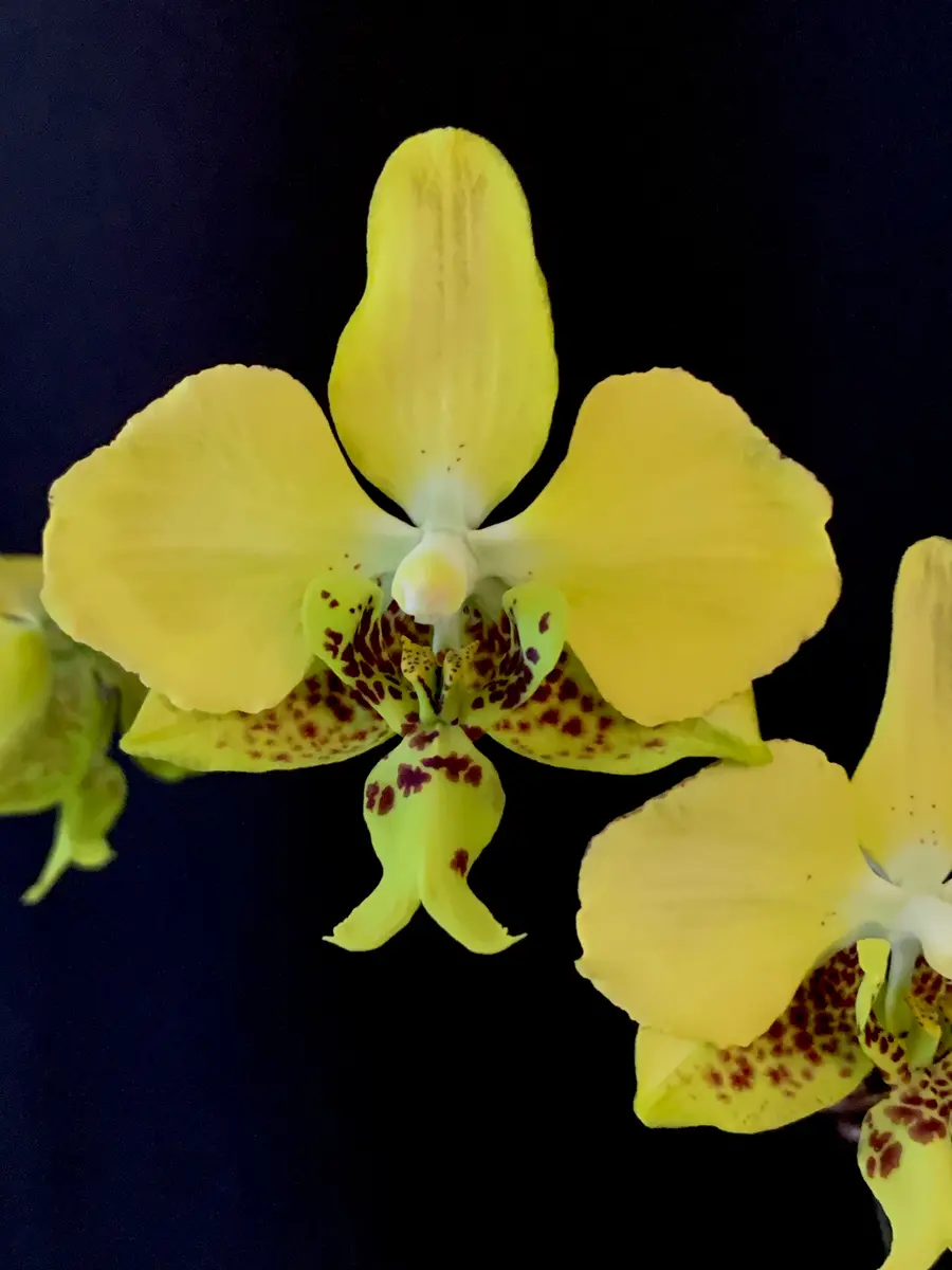 Phal.stuartiana.nblsの日記一覧|mo'moさんの園芸日記-みんなの趣味の園芸