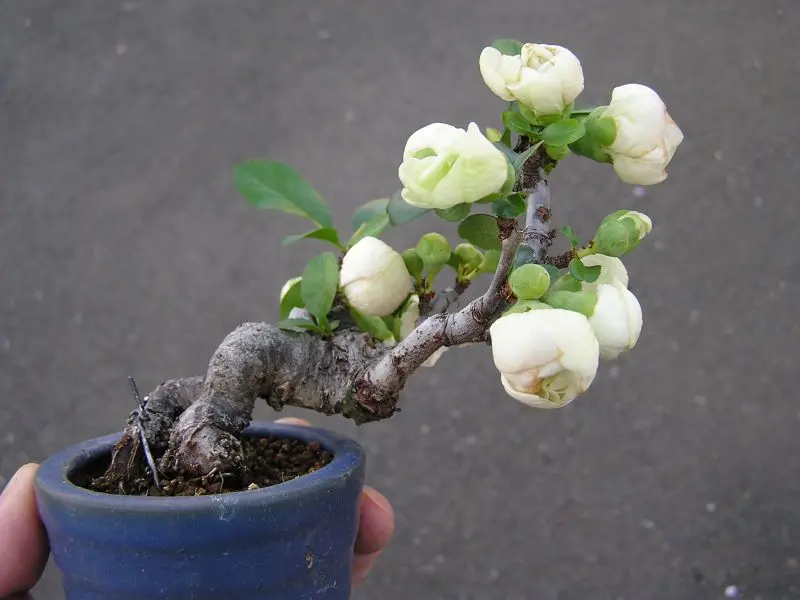 私の人生記 上巻・下巻セット盆栽 私の人生記 上巻・下巻セット盆栽