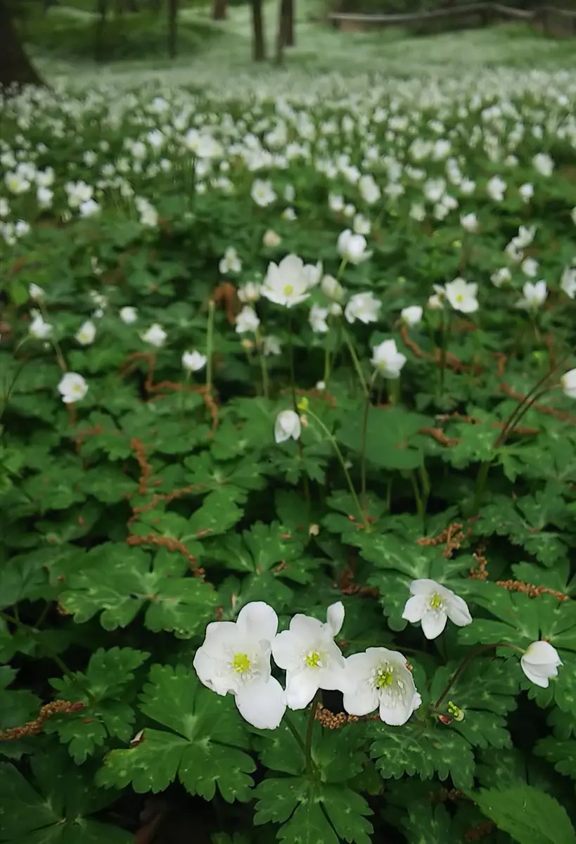 木版画『二輪草』 ニリンソウ（町田市三輪緑地の満開の🌼二輪草