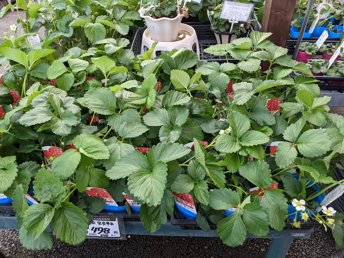 いちご苗の大きさを売り場で確認してみた。｜園芸日記byとまトマトん