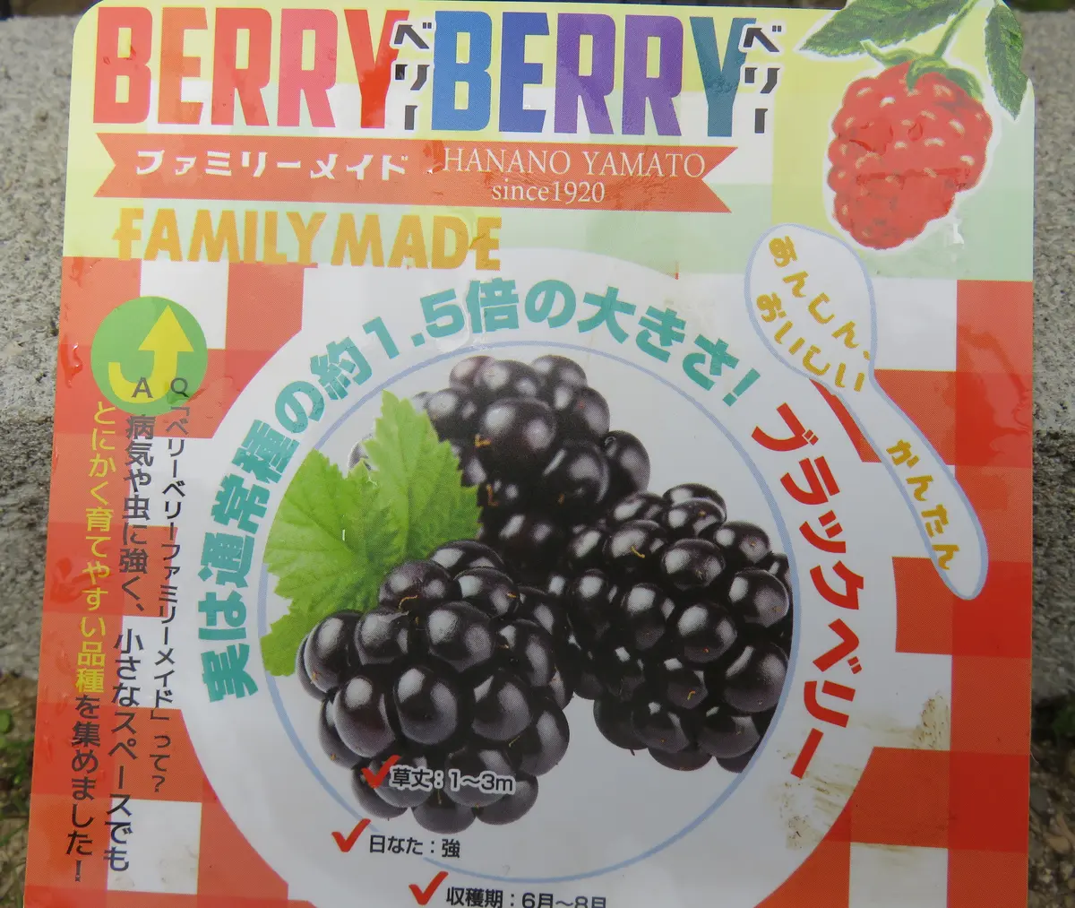 🍇ブラックベリーの植え付け🍇｜園芸日記byダイヤモンドリリー