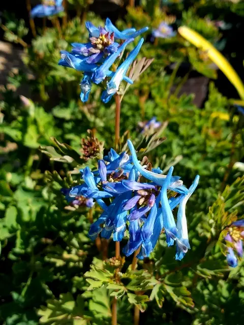 コバルトブルーの花｜園芸日記byこんちゃん｜みんなの趣味の園芸｜797599