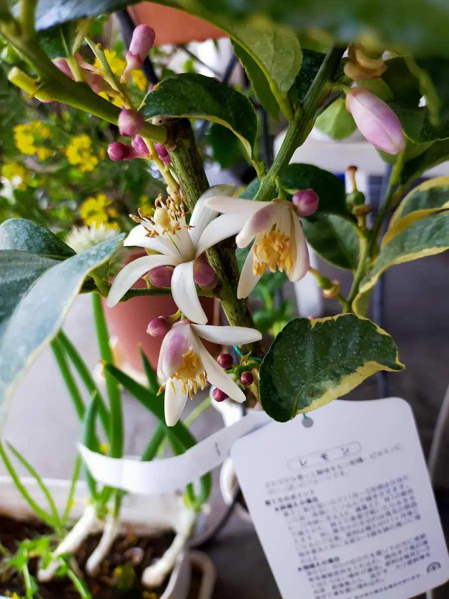 タイムセール 半額 ピンクレモネード 植木（ピンク 黒鉢 中型果樹 剪定済み 6年生 果樹