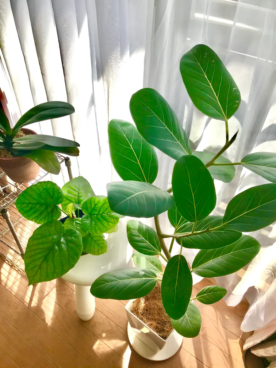 フィカス ウンベラータ 144cm S-shaped tree form8号