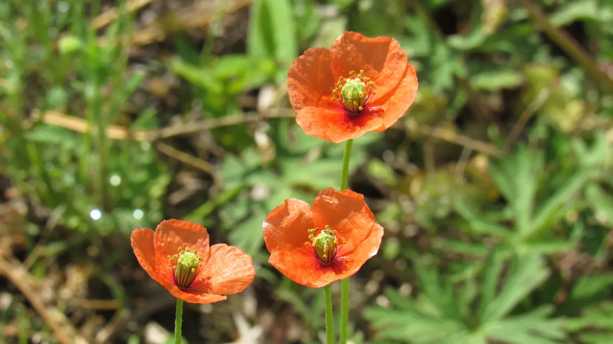 ナガミヒナゲシのランプ4 散歩道の花-長実雛芥子(ナガミヒナゲシ)｜園芸日記byshinji70