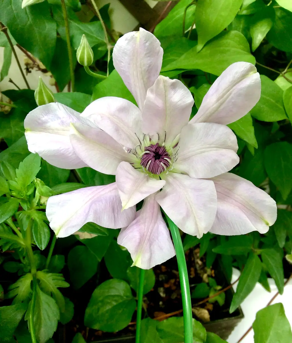 2021年クレマチス開花！…2021-no.3大好きリフレクション｜園芸日記