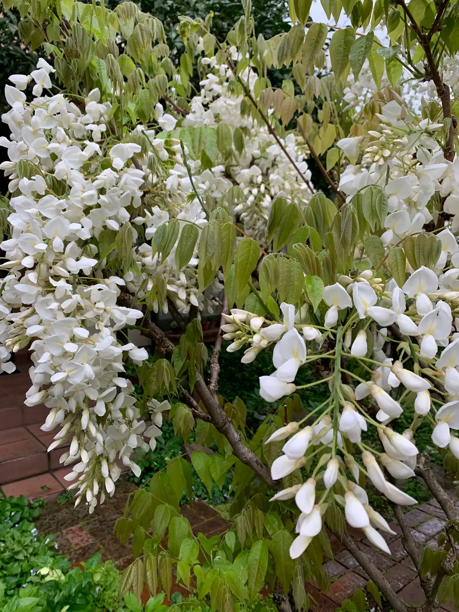 【白藤•*¨*•.¸♬︎⠀】 白藤｜園芸日記by真深｜みんなの趣味の園芸｜800059