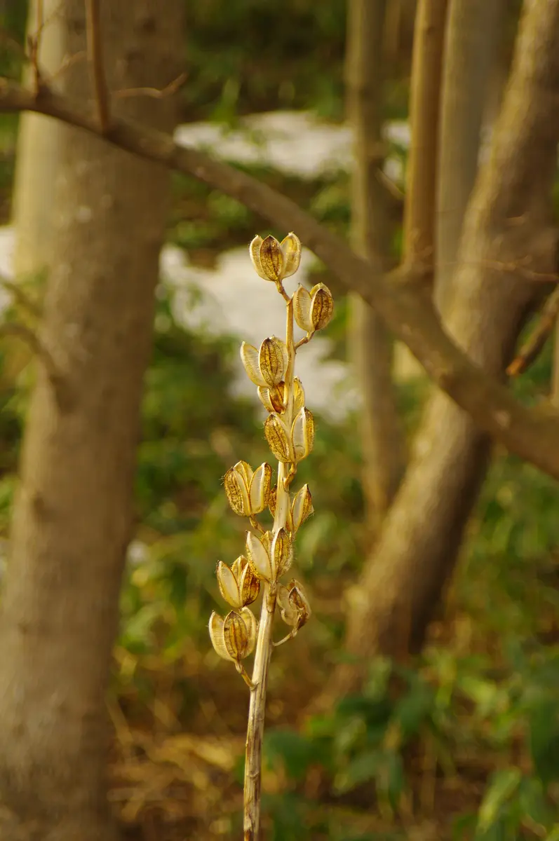 オオウバユリの春｜園芸日記byチエ吉｜みんなの趣味の園芸｜800177