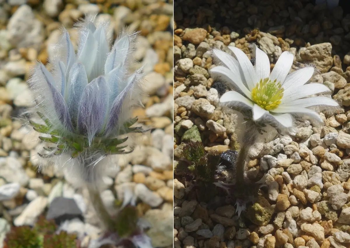 山野草 希少 カタオカソウ 15B 希少】 カタオカソウ 鉢付き 北海道