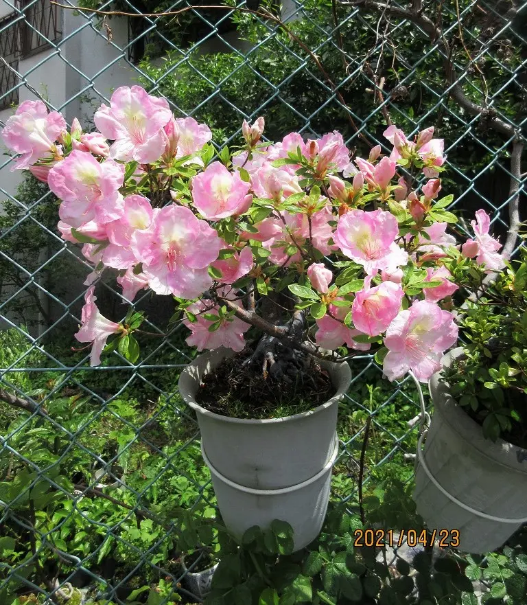 売れ筋ランキングも 亡母の遺樹「さつき」開花｜園芸日記bymeika｜みんなの趣味の 盆栽
