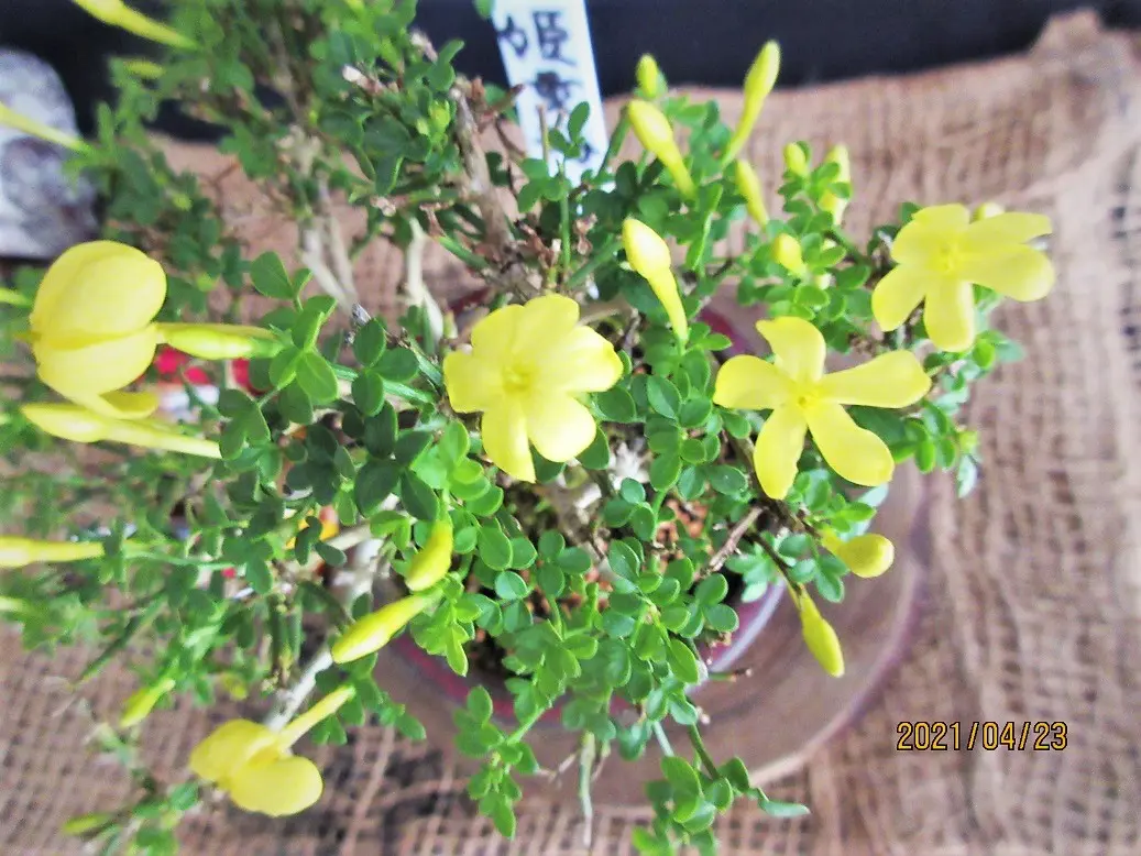 希少 極小姫黄梅 小盆栽『姫黄梅』とは？｜園芸日記bymeika｜みんなの趣味の園芸｜802780