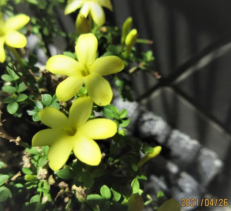 希少 極小姫黄梅 小盆栽『姫黄梅』とは？｜園芸日記bymeika｜みんなの趣味の園芸｜802780