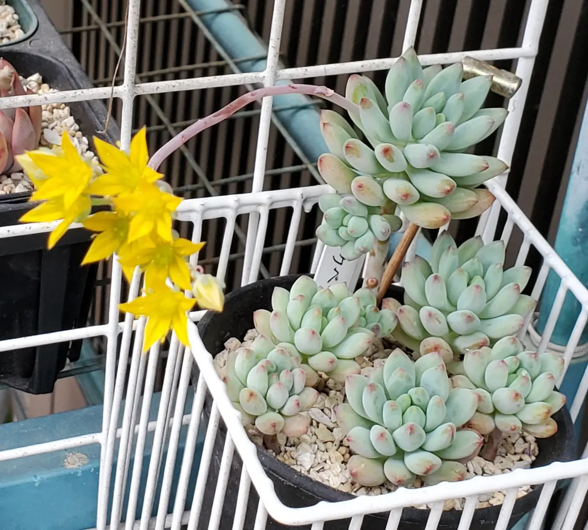 専用‼︎多肉植物^o^ 盛り盛り❣️ピンクベリー ピンクベリー 多肉 育て方 専用 多肉植物 o 盛り盛り ピンクベリー