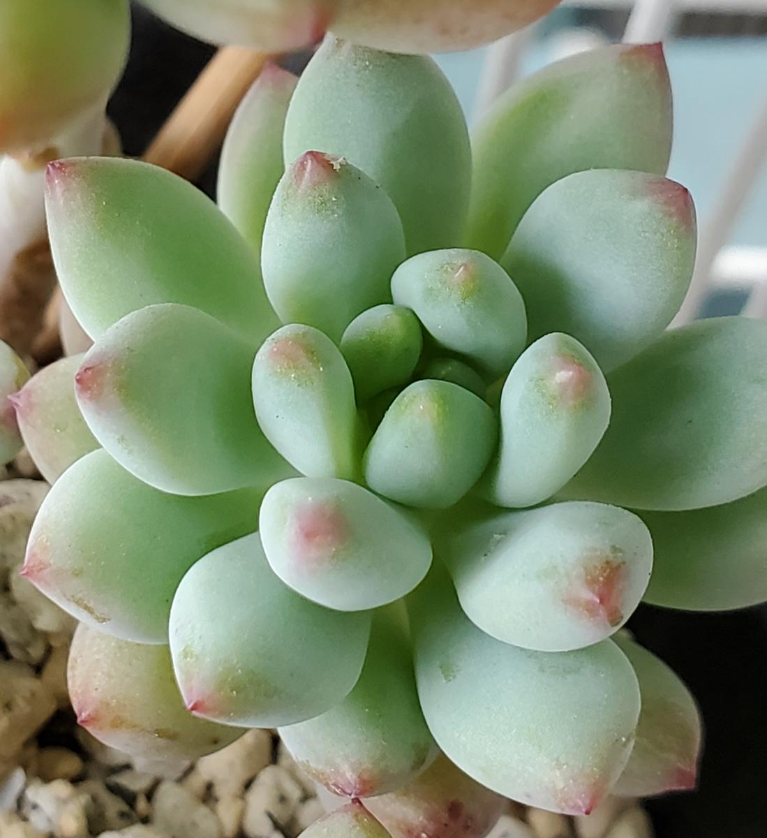 ピンクベリーの花が綺麗です｜園芸日記byたにくっちゃん(旧:エアー