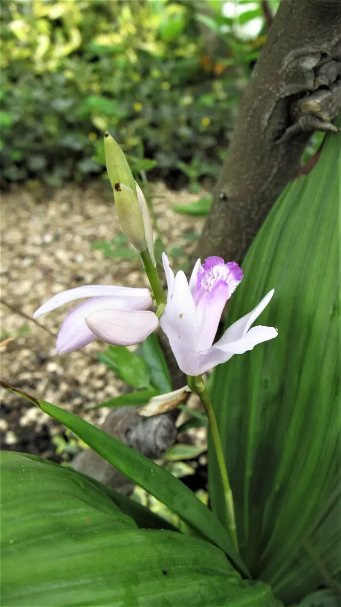 庭の花-シラン「口紅紫蘭」｜園芸日記byshinji70｜みんなの趣味の園芸