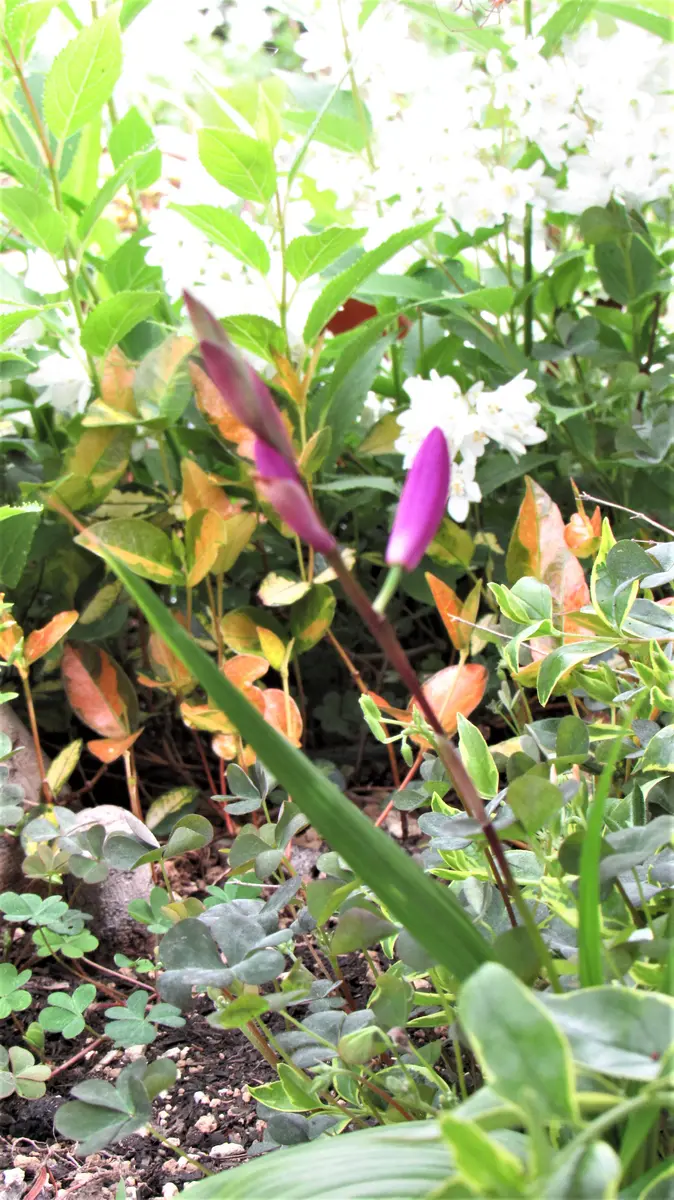 庭の花-シラン「口紅紫蘭」｜園芸日記byshinji70｜みんなの趣味の園芸