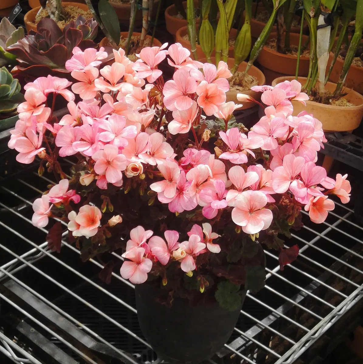 銅葉のゼラニウム満開🌸｜園芸日記by花柘榴｜みんなの趣味の園芸