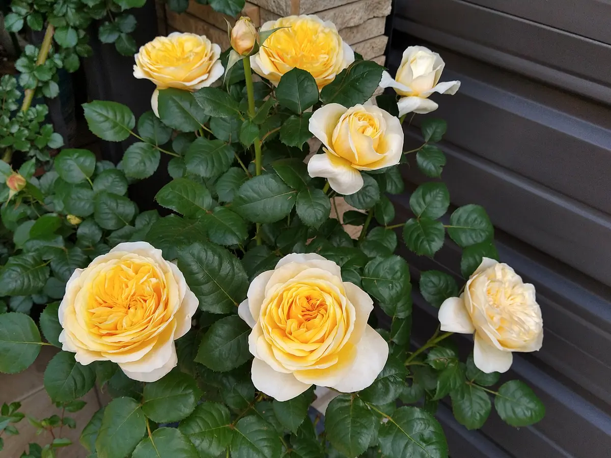 ジャンヌ・ダルク💛｜園芸日記byかよぽち｜みんなの趣味の園芸｜803811
