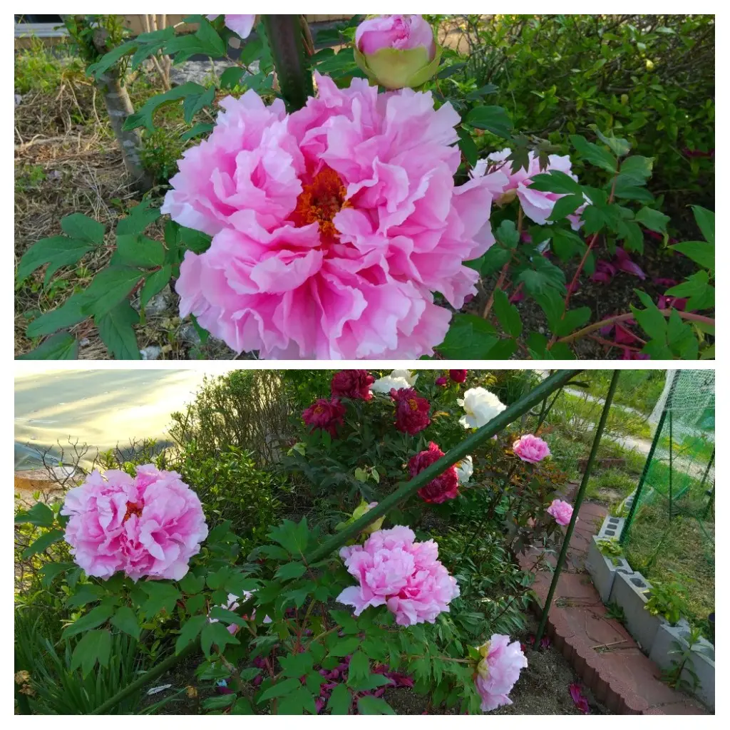 牡丹の花｜園芸日記by園芸大好きおじさん｜みんなの趣味の園芸｜803992