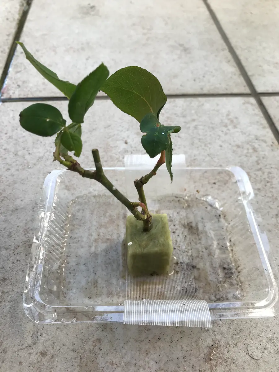 折れたバラの枝を挿し木に。。｜園芸日記byバラ庭｜みんなの趣味の園芸