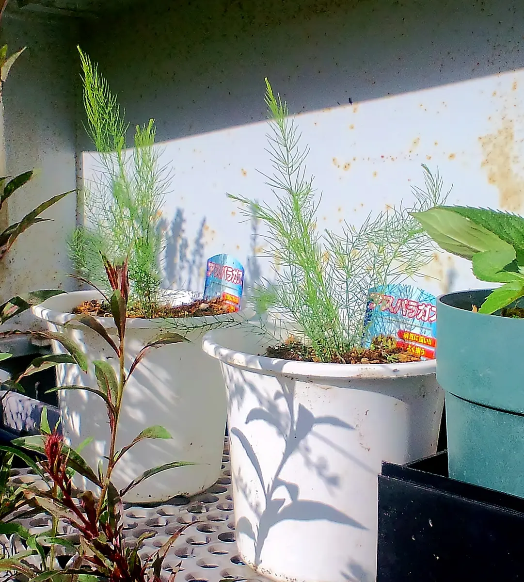 本日の植込 アスパラ トレピス 斑入りユキヤナギ｜園芸日記byMr 